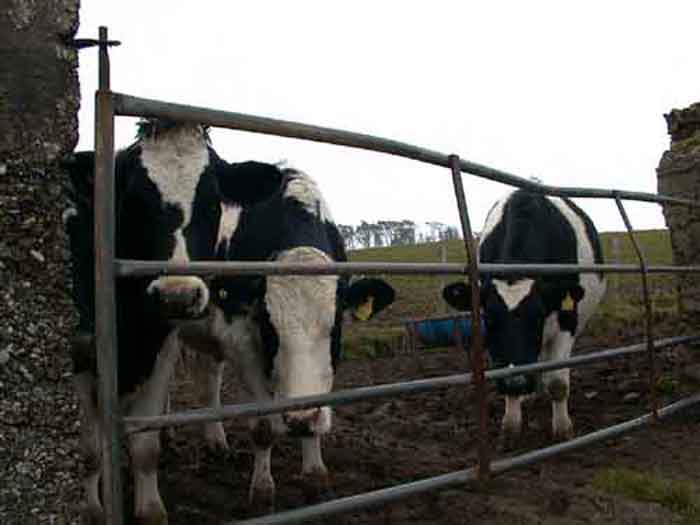 Cows at Castlefreke.jpg 27.8K